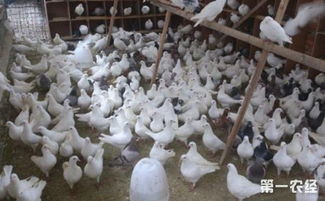 乳鴿養(yǎng)殖怎么管理 肉鴿自然育雛的飼養(yǎng)管理要點(diǎn)