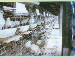 中衛(wèi)市肉鴿觀賞鴿養(yǎng)殖、種鴿銷售