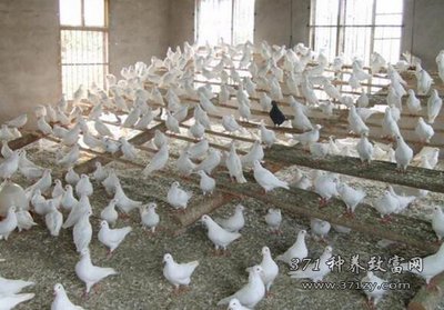 養(yǎng)鴿子賺錢嗎?肉鴿養(yǎng)殖投資成本及利潤
