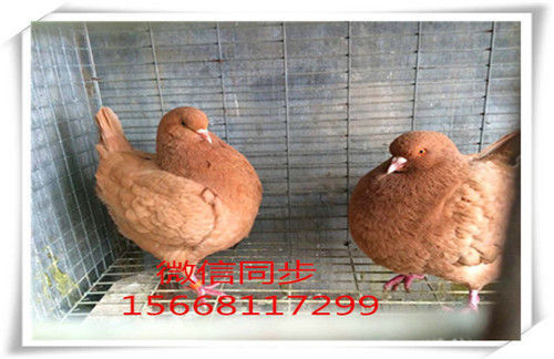 圓環(huán)元寶鴿子圖片、圓環(huán)元寶價格、元寶鴿子哪里便宜_北京時間