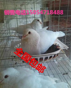 供應(yīng)肉鴿種鴿批發(fā)價格鴿籠價格