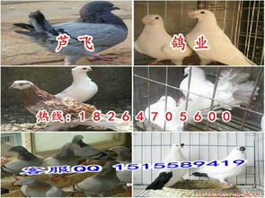 青山區(qū)肉鴿養(yǎng)殖青山區(qū)肉鴿子價格