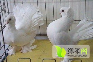 白羽王鴿特種養(yǎng)殖簡介 綠果特種養(yǎng)殖品種