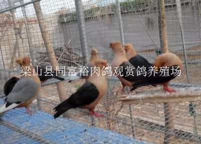 紅色大鼻子鴿濰坊有沒有養(yǎng)殖基地