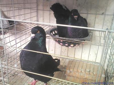 供應(yīng)落地王 元寶 白羽王是國內(nèi)最多的肉鴿品種圖片,供應(yīng)落地王 元寶 白羽王是國內(nèi)最多的肉鴿品種圖片大全,嘉祥縣滕鑫養(yǎng)殖場-