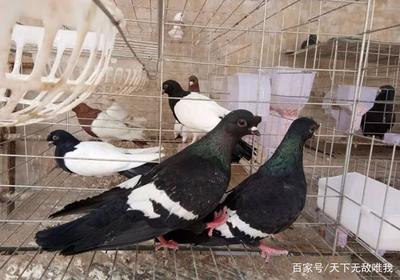 農村養(yǎng)殖:肉鴿好養(yǎng)活?新手要注意什么,鴿舍建設應注意哪些問題