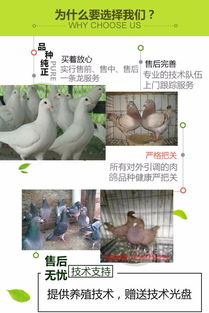 沙坪壩區(qū)種鴿批發(fā)商家