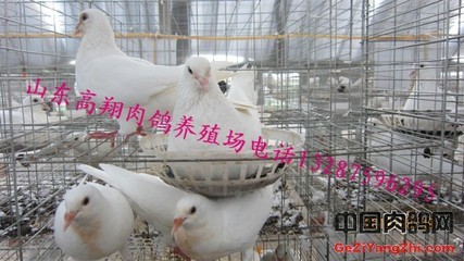 內(nèi)蒙古肉鴿養(yǎng)殖基地_農(nóng)副產(chǎn)品欄目