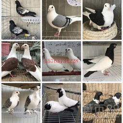 【肉鴿價格山東大型養(yǎng)殖基地】-