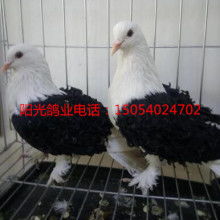 山東陽(yáng)光觀賞鴿肉鴿養(yǎng)殖場(chǎng)