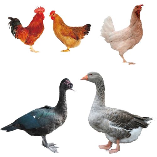 【養(yǎng)殖)益陽(yáng)資陽(yáng)鵝苗+批發(fā)-懷遠(yuǎn)縣鵝苗孵化廠歡迎您】- 