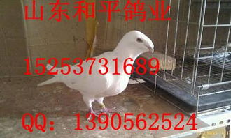 白羽王鴿多少錢一對(duì)價(jià)格 白羽王鴿多少錢一對(duì)廠家批發(fā) 嘉祥縣振川家庭農(nóng)場(chǎng)