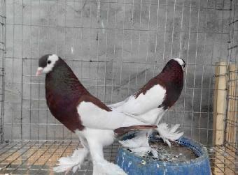 純白色肉鴿價格、種鴿養殖場_志趣網