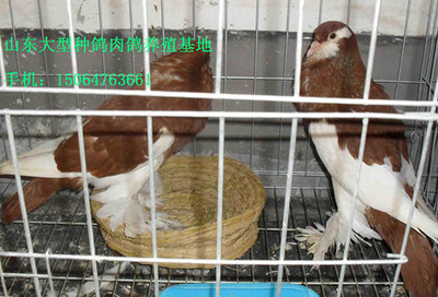 馬頭、點子、淑女、球胸、鳳尾、產品的資料 - 山東機電網