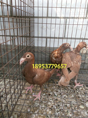 哪里賣蛇頭觀賞鴿 株洲觀賞鴿 肉鴿 信鴿出售_山東錢旭觀賞鴿養(yǎng)殖場 - 商國互聯(lián)網