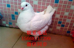 元寶鴿子多重一對(duì) 元寶鴿子養(yǎng)殖場(chǎng) 元寶鴿子養(yǎng)殖技術(shù)
