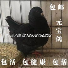 山東晨陽(yáng)肉鴿觀賞鴿養(yǎng)殖基地