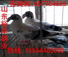 觀賞鴿圖片與大鼻鴿價(jià)格走勢(shì)