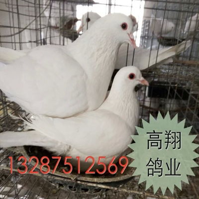 山西種鴿 山西種鴿養(yǎng)殖場(chǎng)