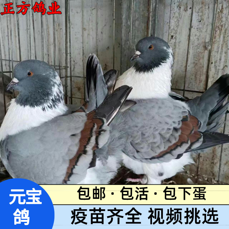 肉鴿養殖行情哪里賣的種鴿便宜質量好_農副產品欄目_