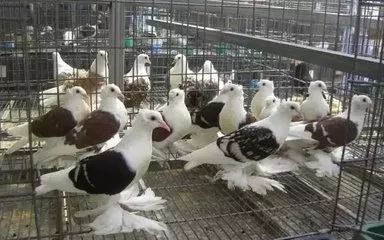回家吃飯