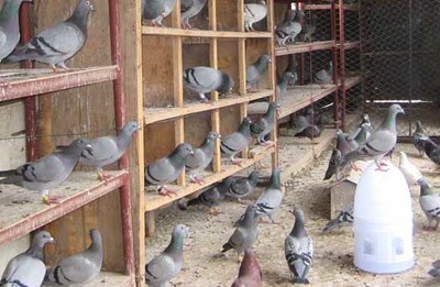 肉鴿養殖常用的飼料配方和保健砂配方