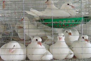 肉鴿養殖技術