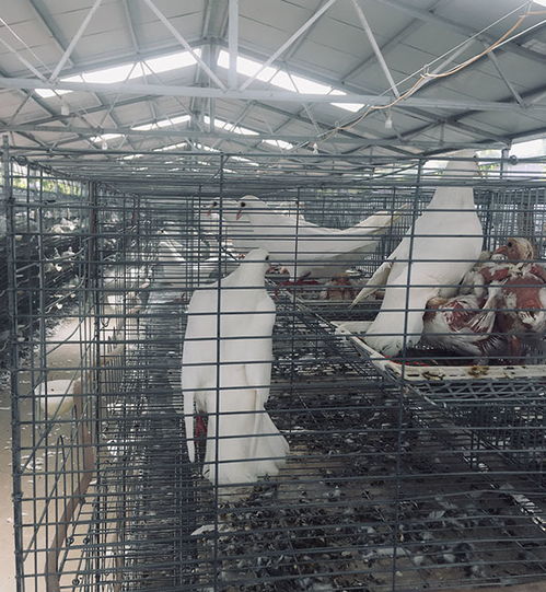 大型肉鴿養殖培訓電話 天明 在線咨詢 濟寧肉鴿養殖培訓電話